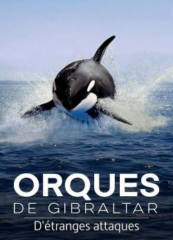 Orques de Gibraltar : D'étranges attaques flemmix
