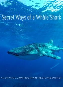 Le long voyage d’un requin-baleine flemmix