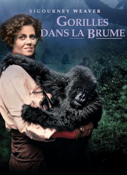 Gorilles dans la brume flemmix