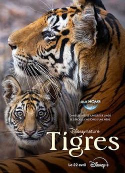 Tigres flemmix