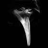 CrowSZyro